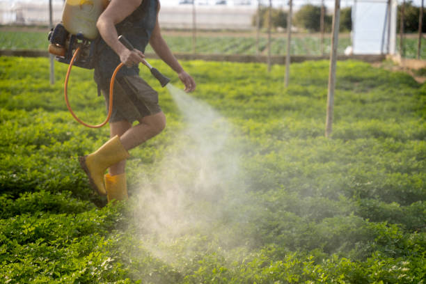Wasp Removal Services in Westmont, CA