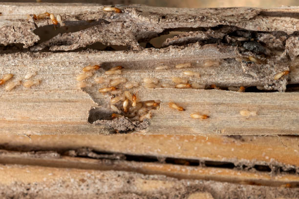 Best Local Pest Control Services  in Westmont, CA